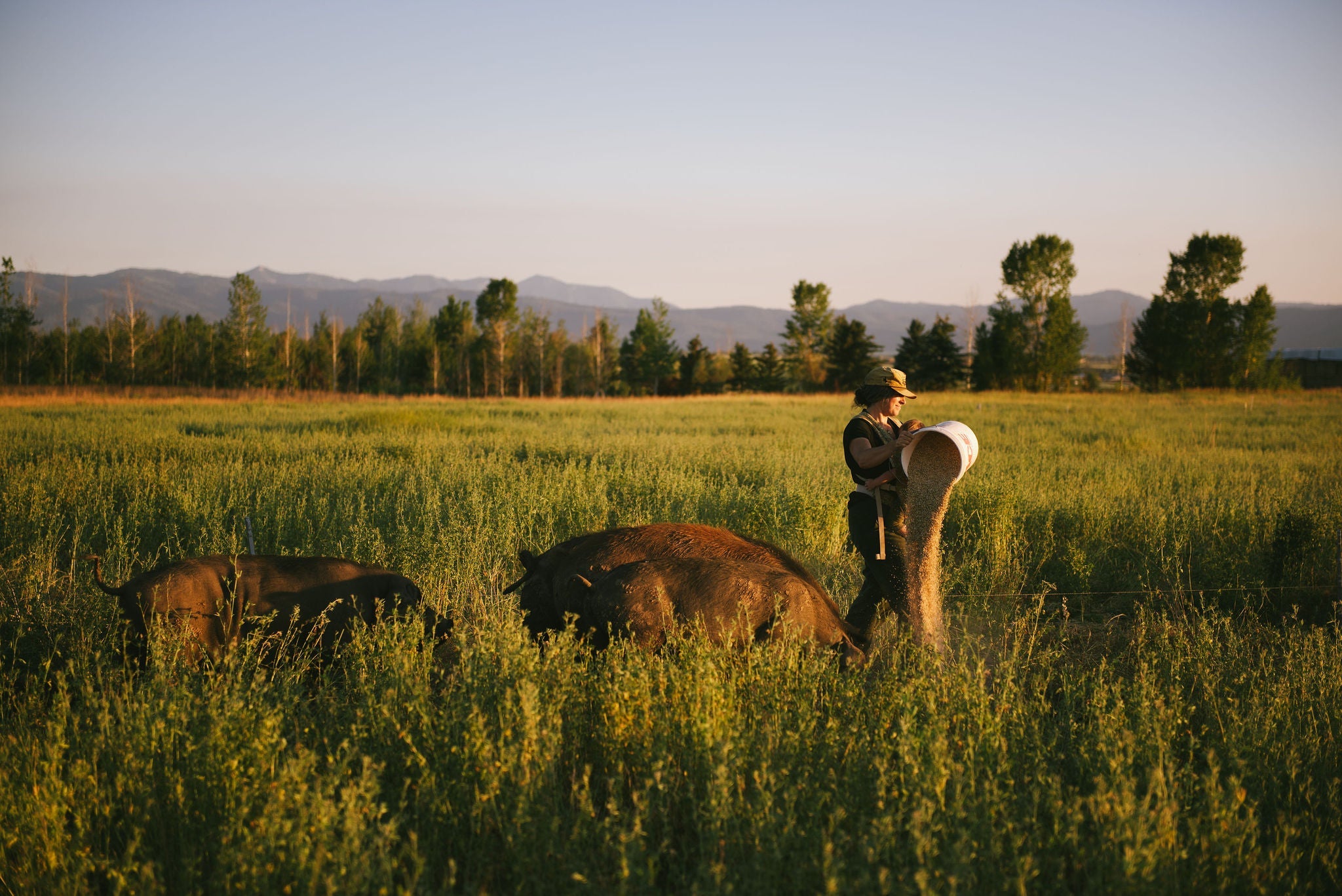 Edible Sunshine: How Pasture-Raised Pork Delivers Real Vitamin D to Beat the Winter Blues