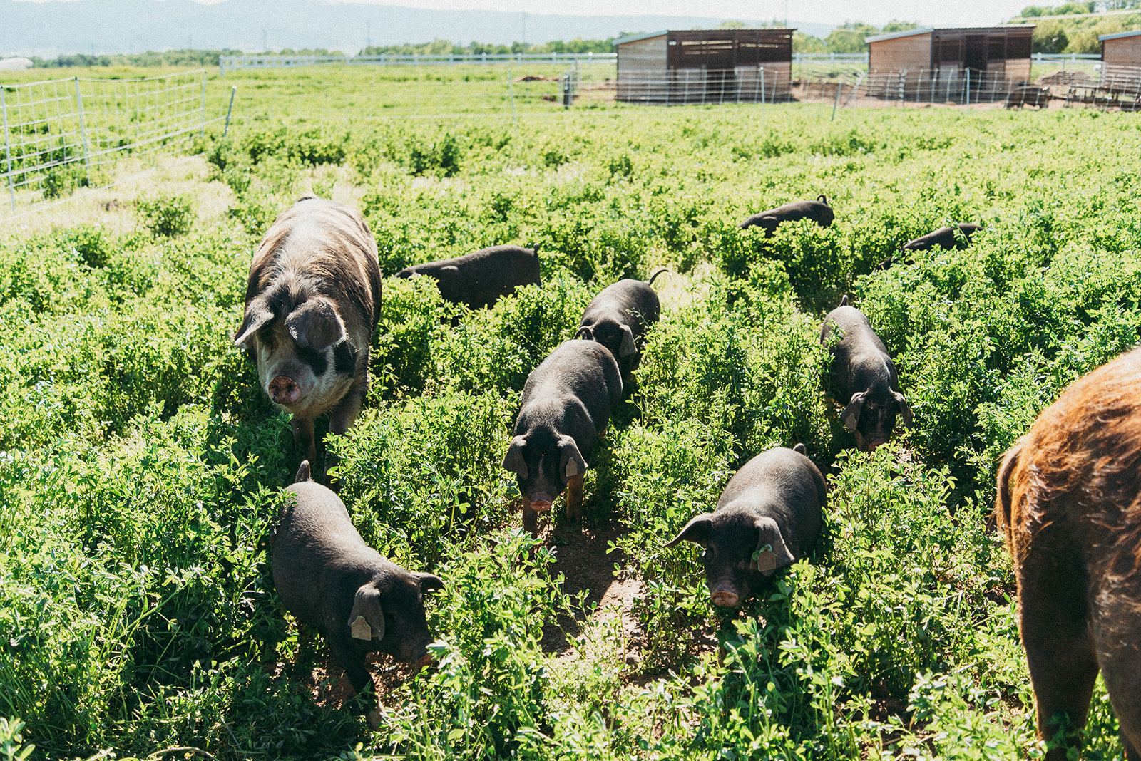 The Fatigue Solution: Vitamin B1 Food for Restoring Aliveness